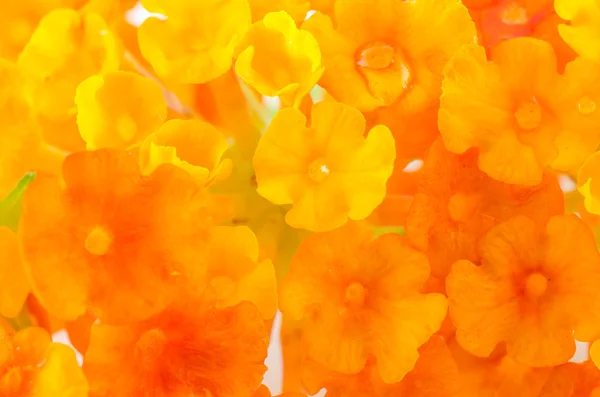 Yellow and orange flower — Stock Photo, Image