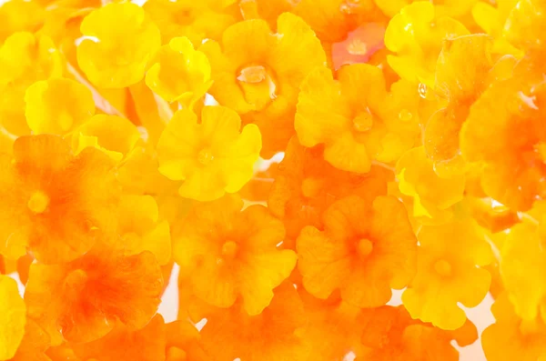 Yellow and orange flower — Stock Photo, Image