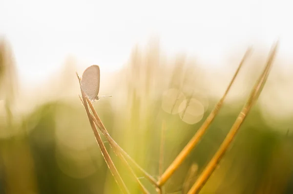 Piccola farfalla nella natura — Foto Stock