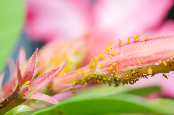 Aphids en la flor —  Fotos de Stock