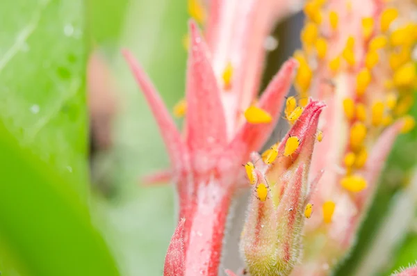 Bladluizen op de bloem — Stockfoto