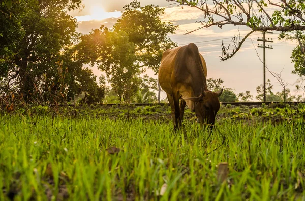 Mucca ed erba — Foto Stock