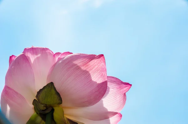 Lotus — Stock Photo, Image