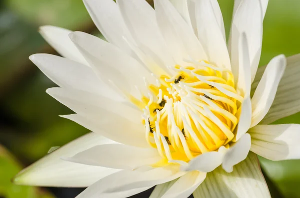 Lotusväxter — Stockfoto