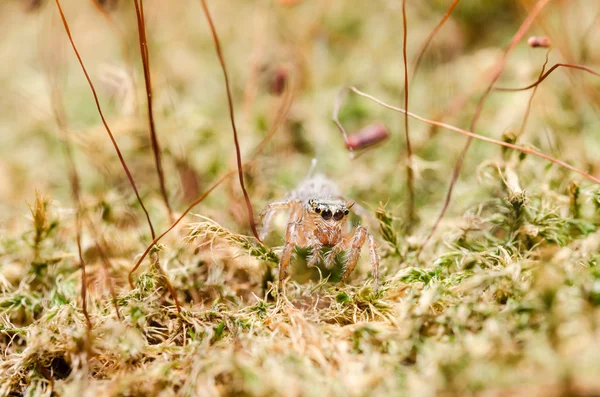 Jumping spider in green nature — Stock Photo, Image