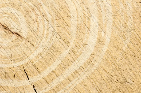 ağaç güdük arka plan