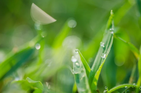 잔디와 물 방울 — 스톡 사진