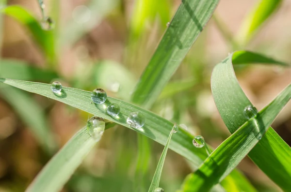Grass and water drops — Stock Photo, Image