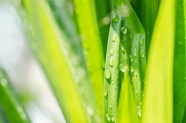 Hierba y gotas de agua —  Fotos de Stock