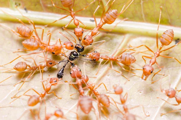 Fourmis rouges chasse au travail d'équipe — Photo