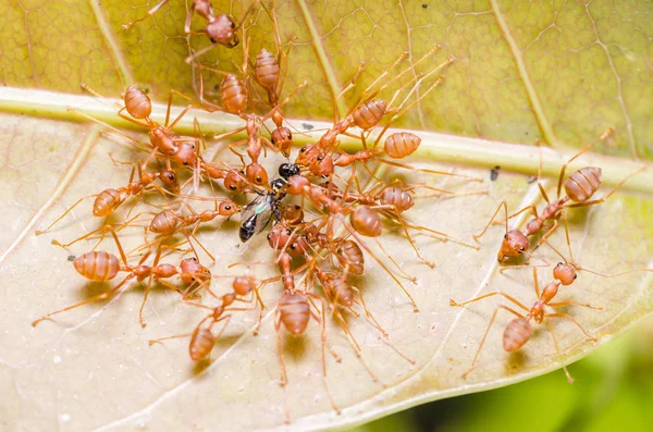 Охота на красных муравьёв — стоковое фото