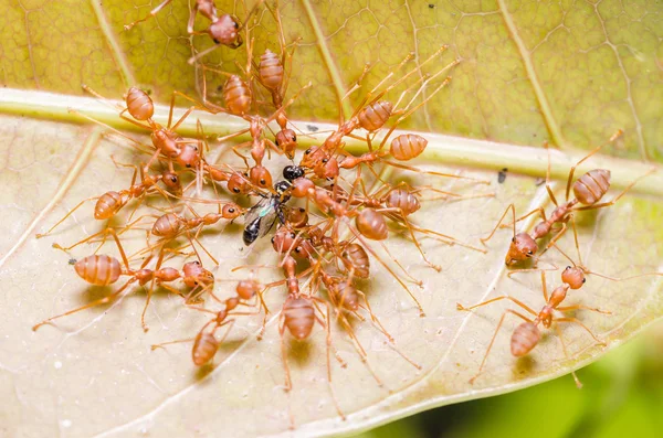 சிவப்பு எறும்புகள் குழுப்பணி வேட்டை — ஸ்டாக் புகைப்படம்