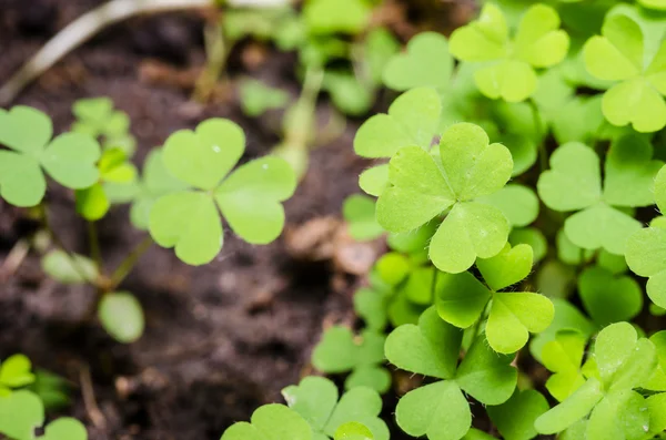 Groen blad — Stockfoto