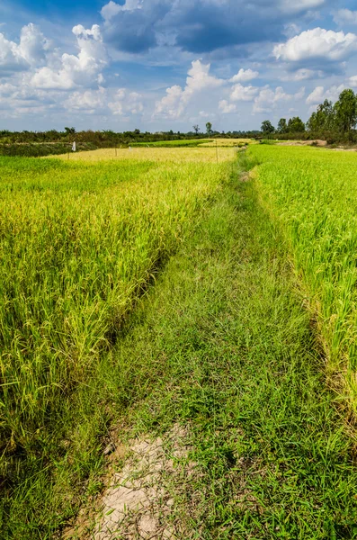 Campos de arroz — Fotografia de Stock