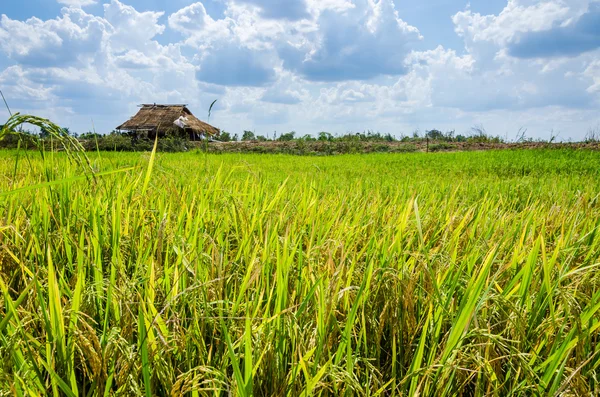 Campo de arroz — Foto de Stock