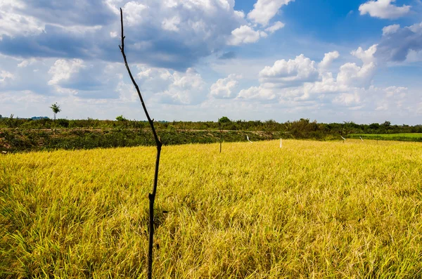 Campo di riso — Foto Stock