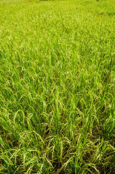 Rice field — Stock Photo, Image