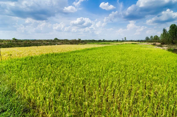 Campo di riso — Foto Stock