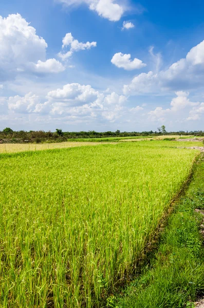 Campo di riso — Foto Stock