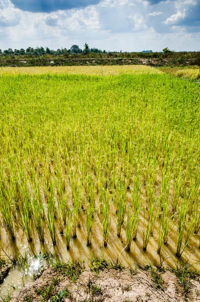 Campo de arroz —  Fotos de Stock