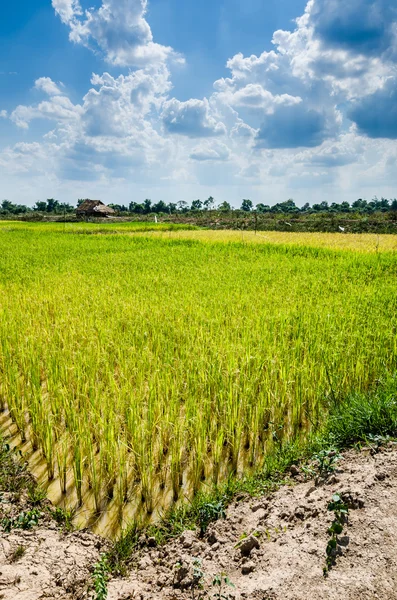 Campo di riso — Foto Stock