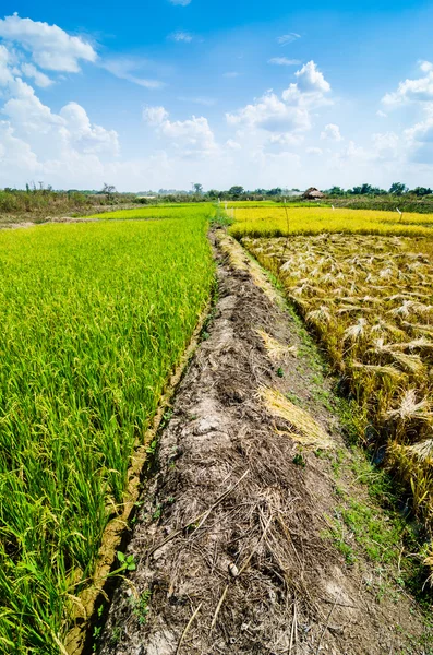 Campo de arroz —  Fotos de Stock