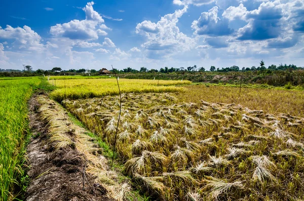 Campo de arroz —  Fotos de Stock