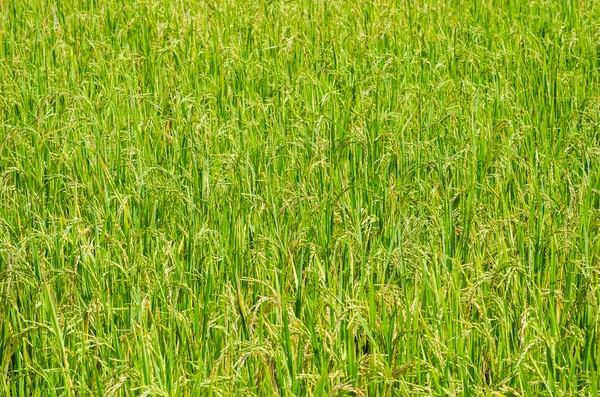 Rice field — Stock Photo, Image