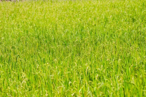 Rice field — Stock Photo, Image