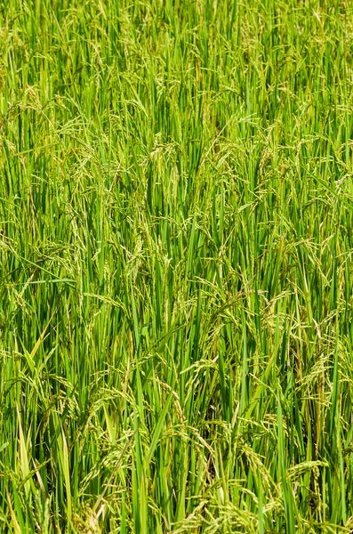 Campo di riso — Foto Stock