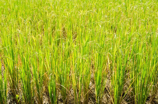 Rice field — Stock Photo, Image