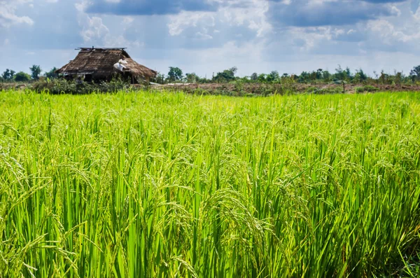 Campo di riso — Foto Stock