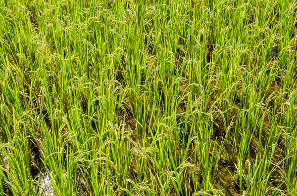 Campo di riso — Foto Stock