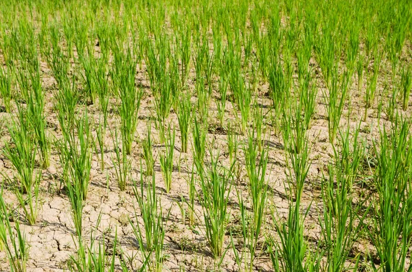 Campo di riso — Foto Stock