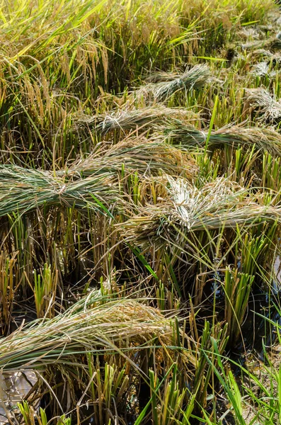 Campo di riso — Foto Stock