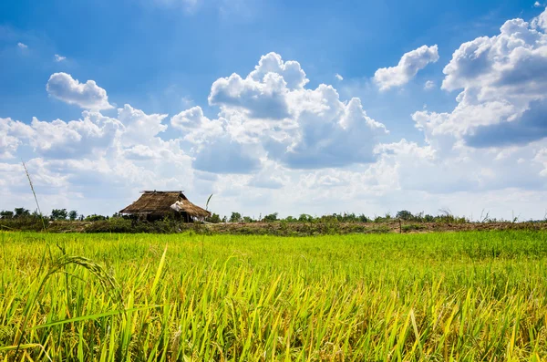 Campo de arroz Imágenes De Stock Sin Royalties Gratis