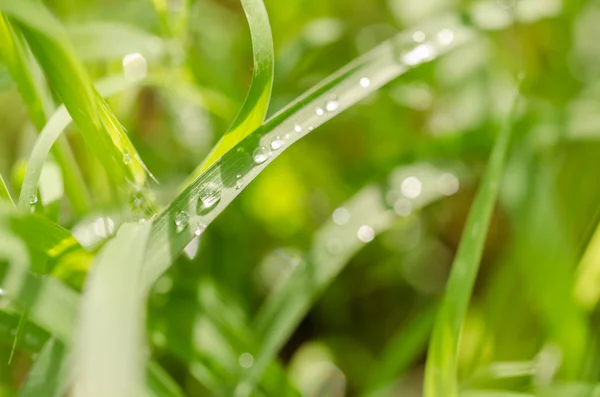 Grass and water drops — Stock Photo, Image