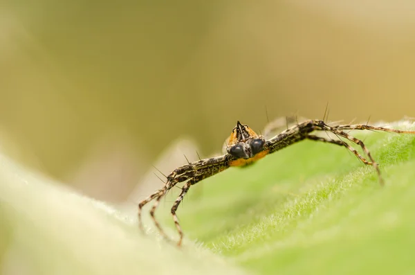 Araignée en fond de feuille verte — Photo