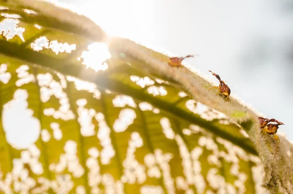 Yaprağın üzerindeki kırmızı böcek — Stok fotoğraf
