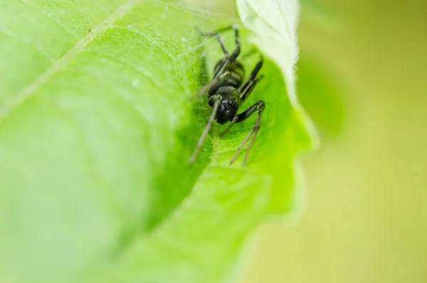 Araignée en fond de feuille verte — Photo