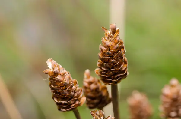 草の花の植物 — ストック写真