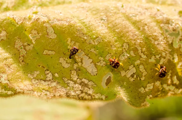 Insecto rojo en la hoja —  Fotos de Stock