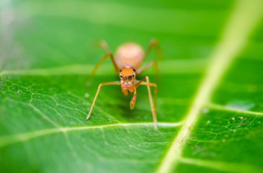 yaprak yeşil zemin üzerine örümcek