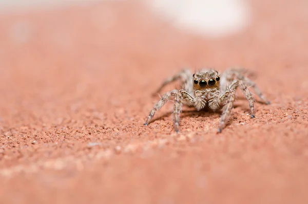 Spider on brown wall background — Stock Photo, Image