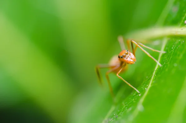 Spider on green leaf background — Stock Photo, Image