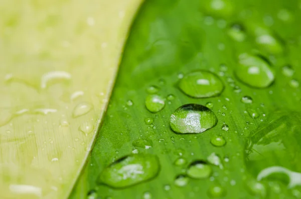 Leaf and water drops — Stock Photo, Image