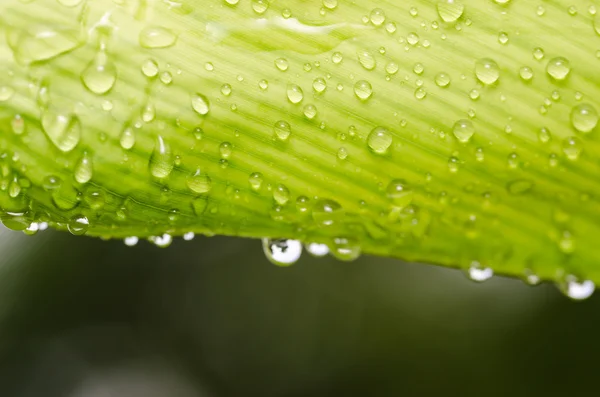 Foglie e gocce d'acqua — Foto Stock