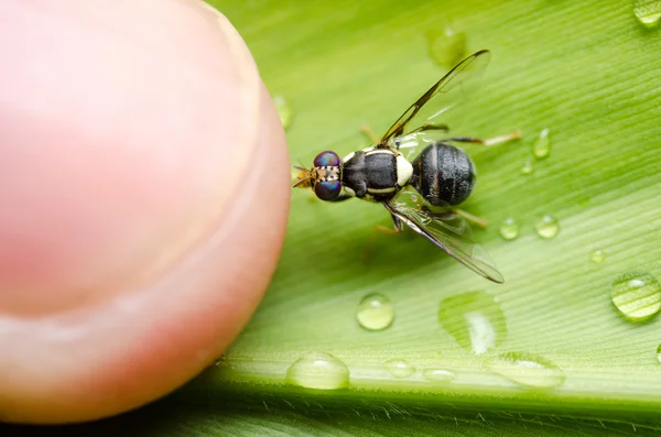 Met aanwijseffect bestanden in de natuur — Stockfoto