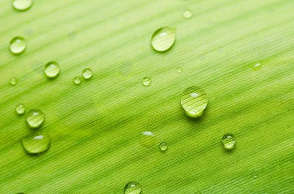 Hojas y gotas de agua —  Fotos de Stock