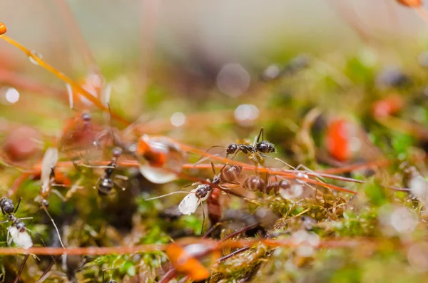 Karıncalar — Stok fotoğraf